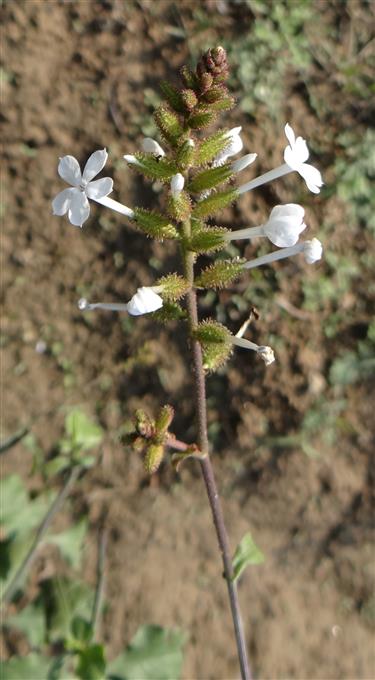 Plumbago zeylanica